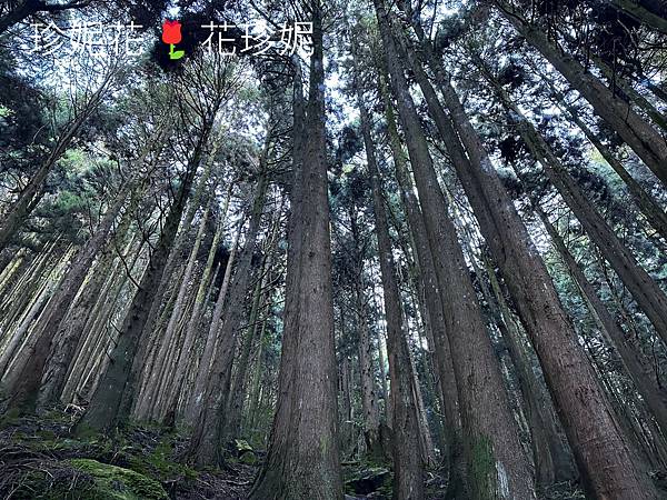 【嘉義｜阿里山遊記】「特富野古道」山林古道全程來回健行遊~