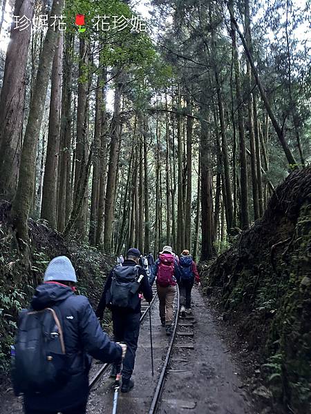 【嘉義｜阿里山遊記】「特富野古道」山林古道全程來回健行遊~