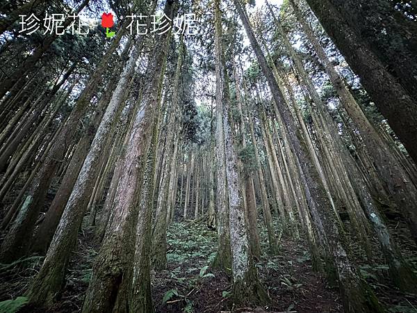 【嘉義｜阿里山遊記】「特富野古道」山林古道全程來回健行遊~