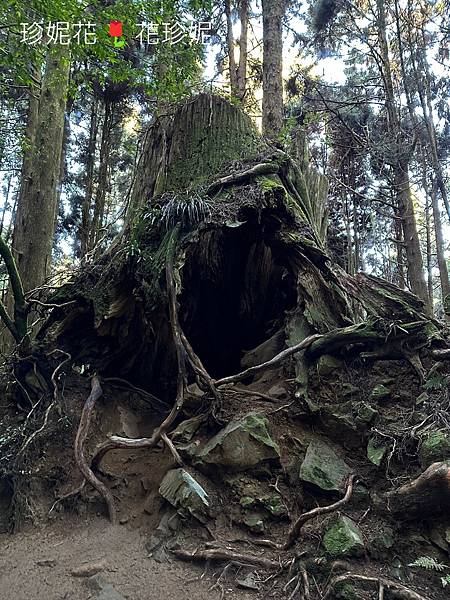 【嘉義｜阿里山遊記】「特富野古道」山林古道全程來回健行遊~