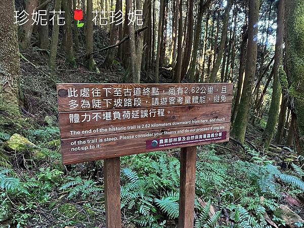 【嘉義｜阿里山遊記】「特富野古道」山林古道全程來回健行遊~