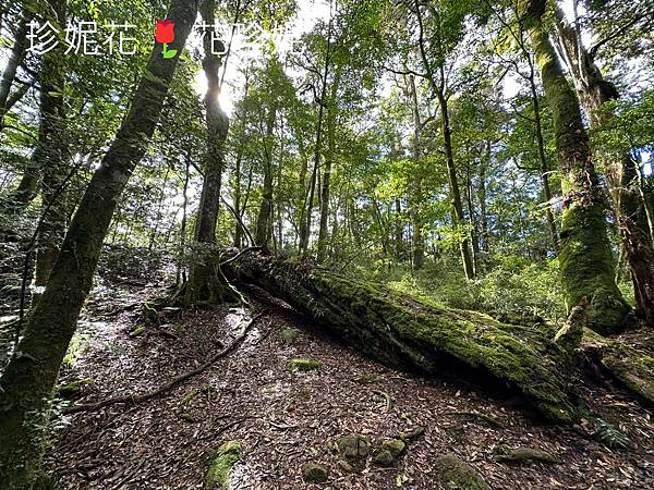 【嘉義｜阿里山遊記】「特富野古道」山林古道全程來回健行遊~