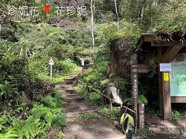 【嘉義｜阿里山遊記】「特富野古道」山林古道全程來回健行遊~