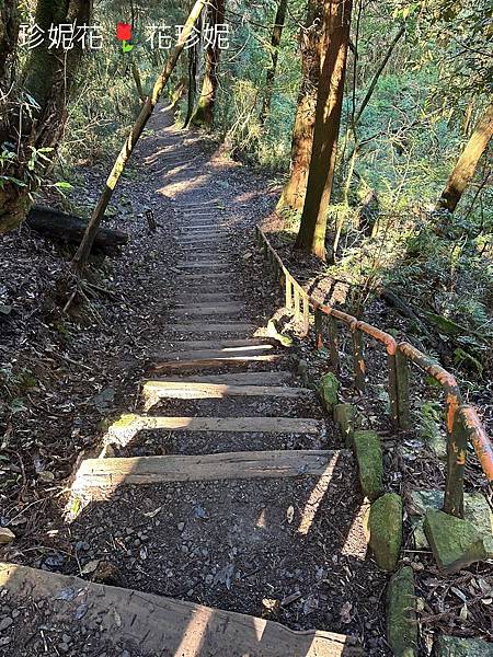 【嘉義｜阿里山遊記】「特富野古道」山林古道全程來回健行遊~