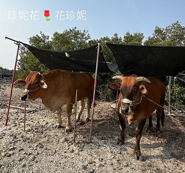 【彰化｜芳苑食記】彰化海線產地直送新鮮蚵仔，蚵嗲與特色蚵仔煎