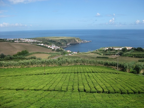 tea plants