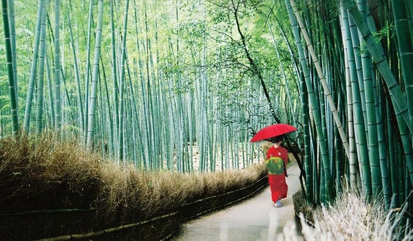 京都 竹林步道