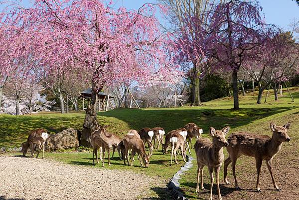 奈良公園櫻花.jpg