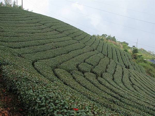 茶園