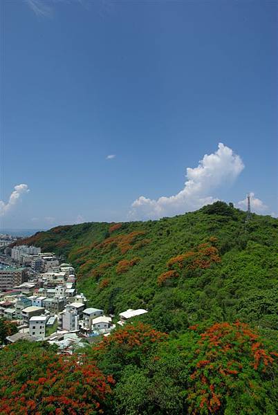 鳳凰滿山紅