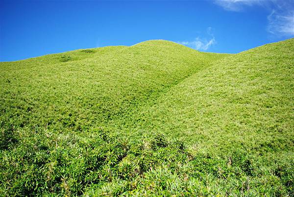 箭竹草原