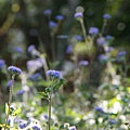 紫花霍香薊