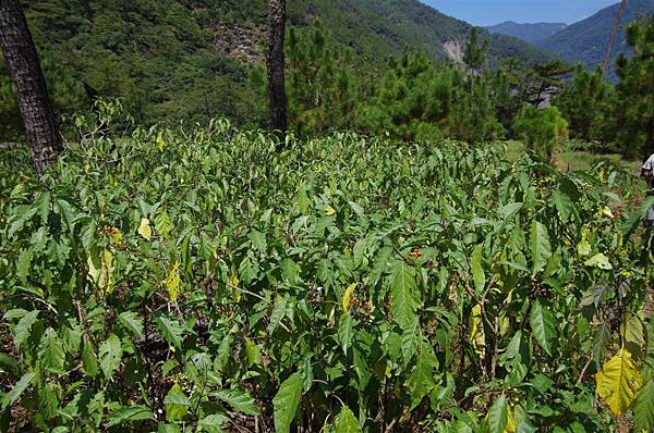 某種茄科植物?