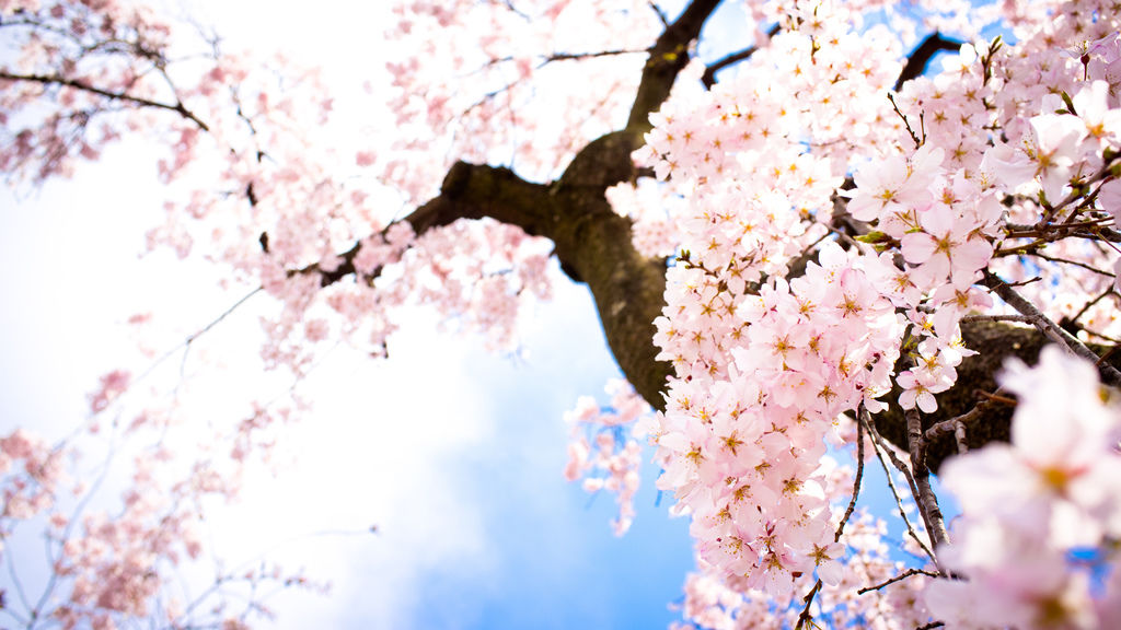 Spring-Sakura-Wallpaper