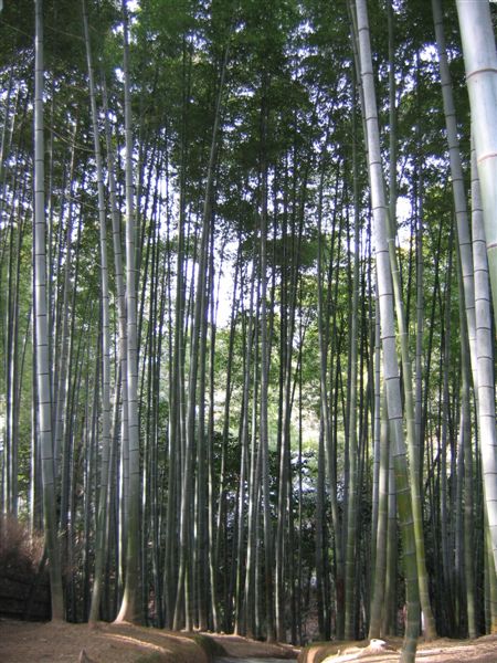 高台寺一景