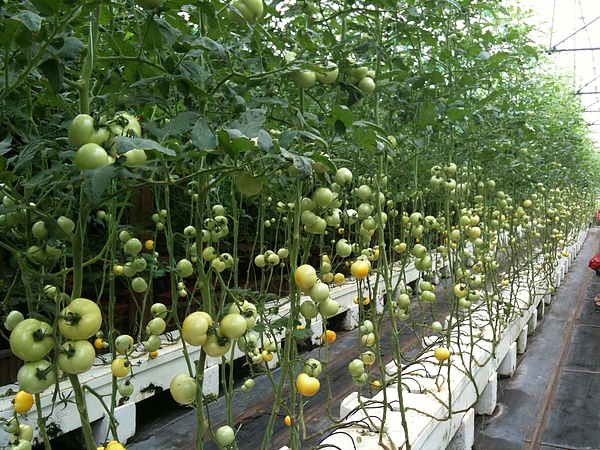 蕃茄農場