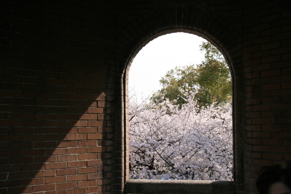 窗後的櫻花