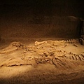 漢景帝墓中發現目前已絕跡的未知動物  應該是馬的親戚 但看起來像恐龍殘骸