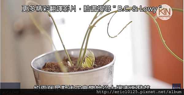 2016-04-09 18_08_20-太神奇了!園藝達人教你如何在家種出香蕉和奇異果的綜合體 (中文字幕) - YouTube.png