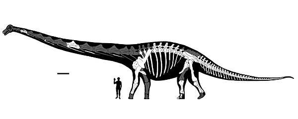 Dreadnoughtus_Published_Reconstruction_(Version_2).jpeg