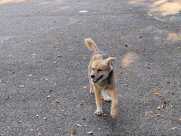 輕手機推薦-SHARP AQUOS sense8 極輕手 輕手機推薦-SHARP AQUOS sense8 極輕手