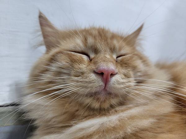 輕手機推薦-SHARP AQUOS sense8 極輕手 輕手機推薦-SHARP AQUOS sense8 極輕手