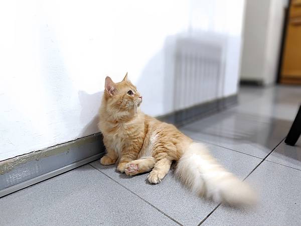 輕手機推薦-SHARP AQUOS sense8 極輕手 輕手機推薦-SHARP AQUOS sense8 極輕手