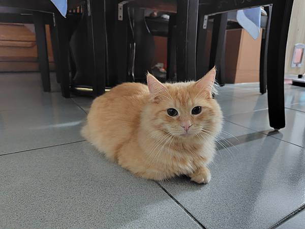 輕手機推薦-SHARP AQUOS sense8 極輕手 輕手機推薦-SHARP AQUOS sense8 極輕手