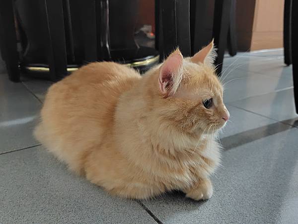 輕手機推薦-SHARP AQUOS sense8 極輕手 輕手機推薦-SHARP AQUOS sense8 極輕手