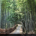 竹林の道