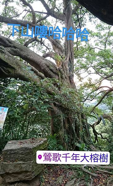 百年榕樹 忘湖山！！_170630_0013.jpg