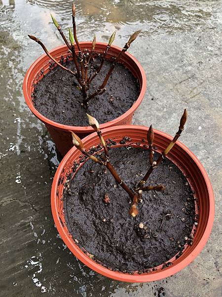 繡球花半成品換盆養護方式參考