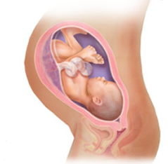 content_image_36weeks content_image_36weeks