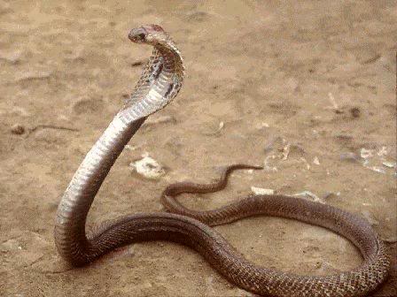 snake-cobra-indo-2.jpg