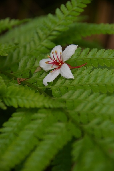 油桐花 100.jpg