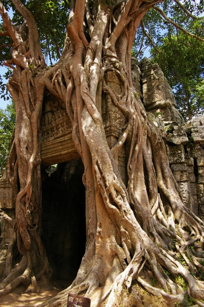 Angkor 356.jpg