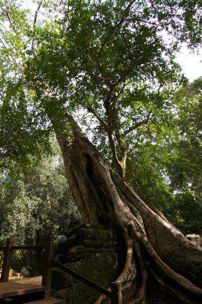Angkor 700.jpg