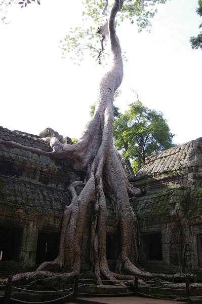 Angkor 632.jpg
