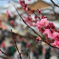 IMG_7343.JPG