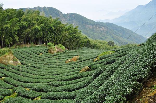 路旁茶園