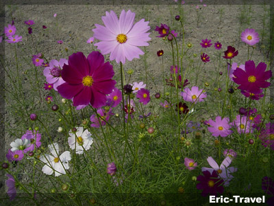 2009-大寮花田1.jpg 2009-大寮花田1.jpg