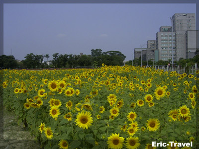2010-遇見向日.jpg.jpg 2010-遇見向日.jpg.jpg