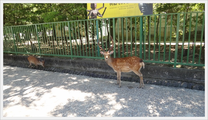 20150714奈良公園022.JPG 20150714奈良公園022.JPG