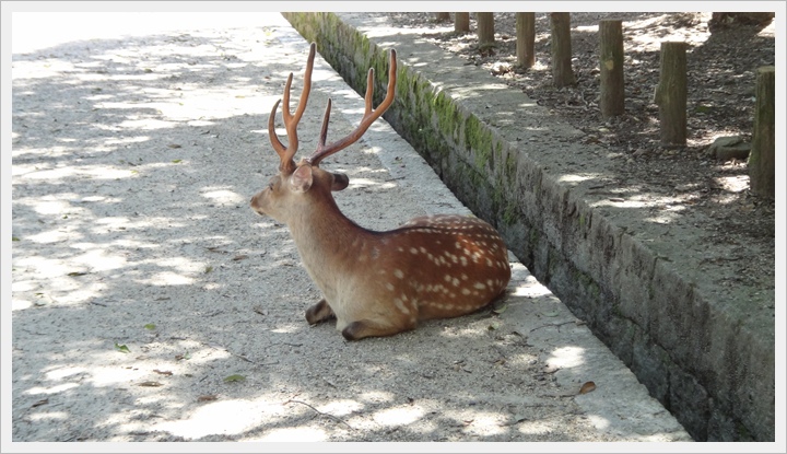20150714奈良公園033.JPG 20150714奈良公園033.JPG