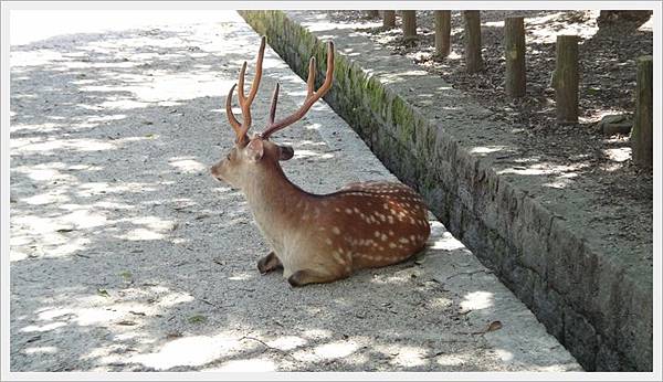 20150714奈良公園033.JPG