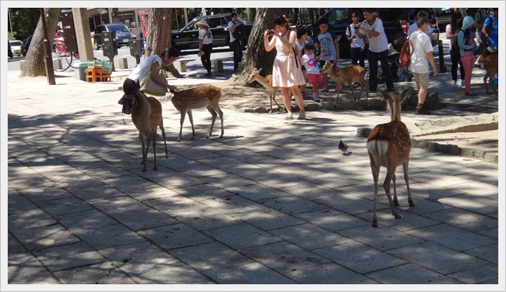 20150714奈良公園034.JPG 20150714奈良公園034.JPG