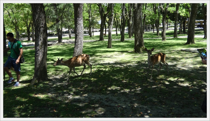 20150714奈良公園036.JPG 20150714奈良公園036.JPG