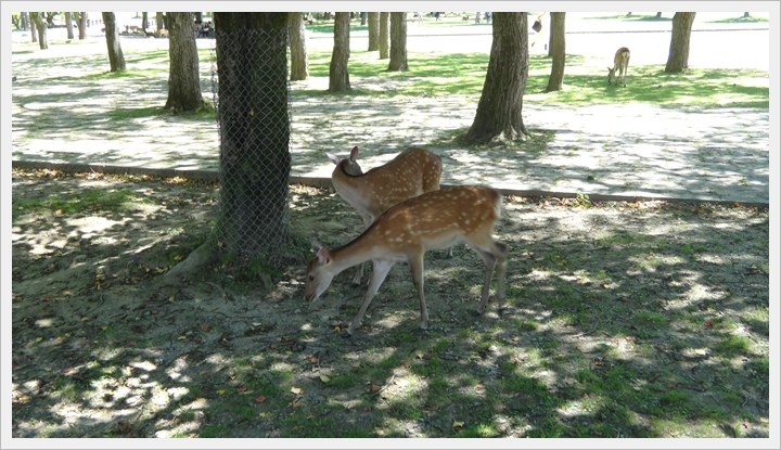 20150714奈良公園037.JPG 20150714奈良公園037.JPG