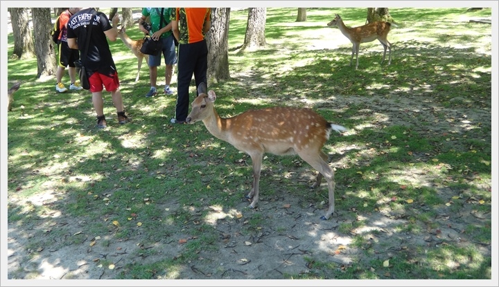 20150714奈良公園038.JPG 20150714奈良公園038.JPG