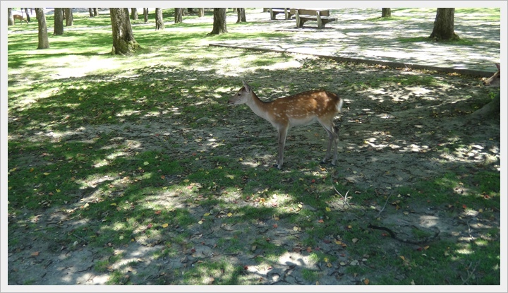 20150714奈良公園039.JPG 20150714奈良公園039.JPG